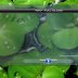 Windows Media Player Download free Windows 7