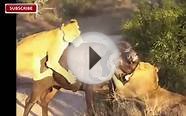 Compilation!! Amazing Lion Vs Buffalo in National Park
