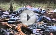 The horror of the Rwandan genocide World news guardian.co.uk